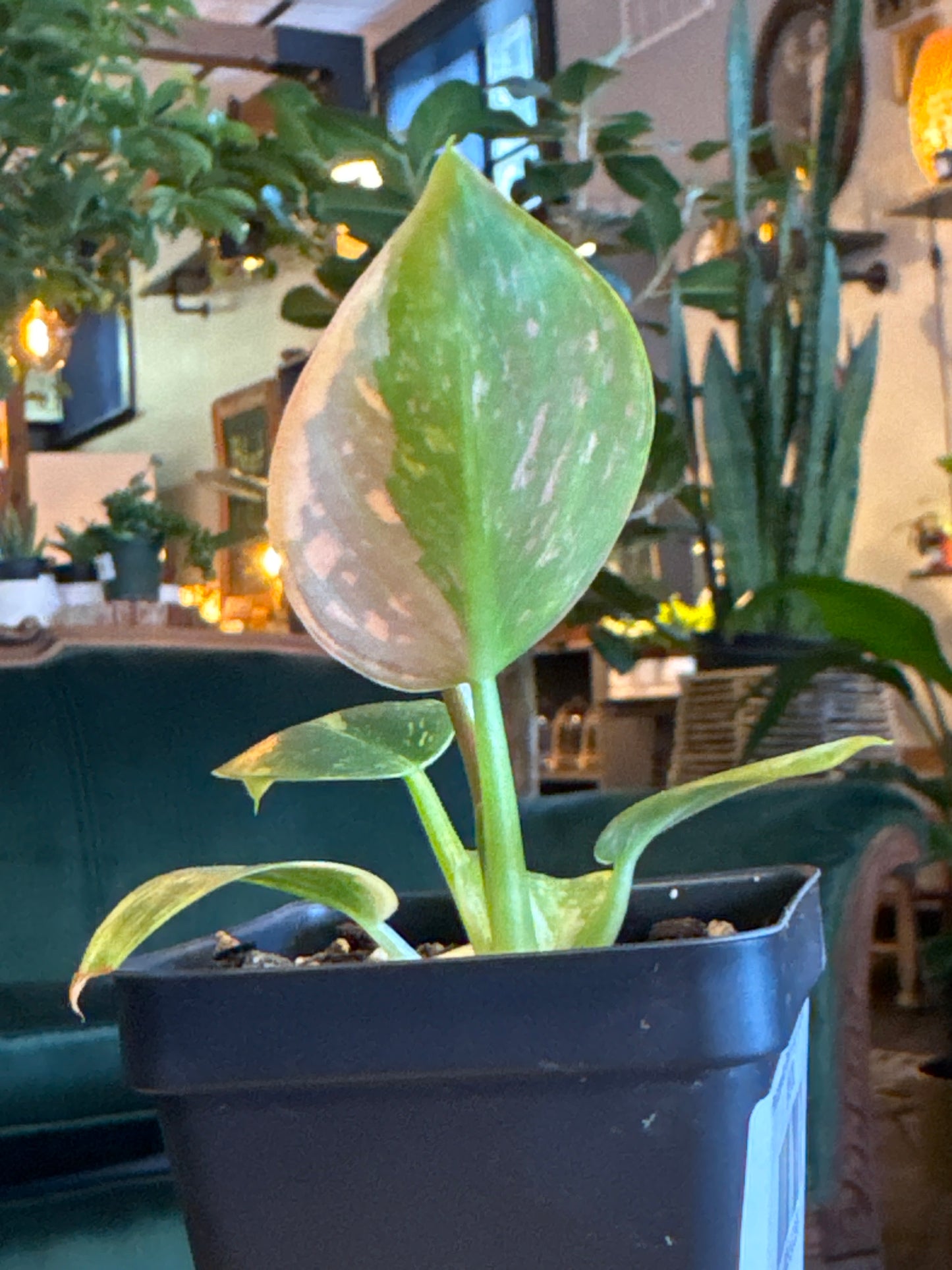 Philodendron Green Congo Nuclear - A