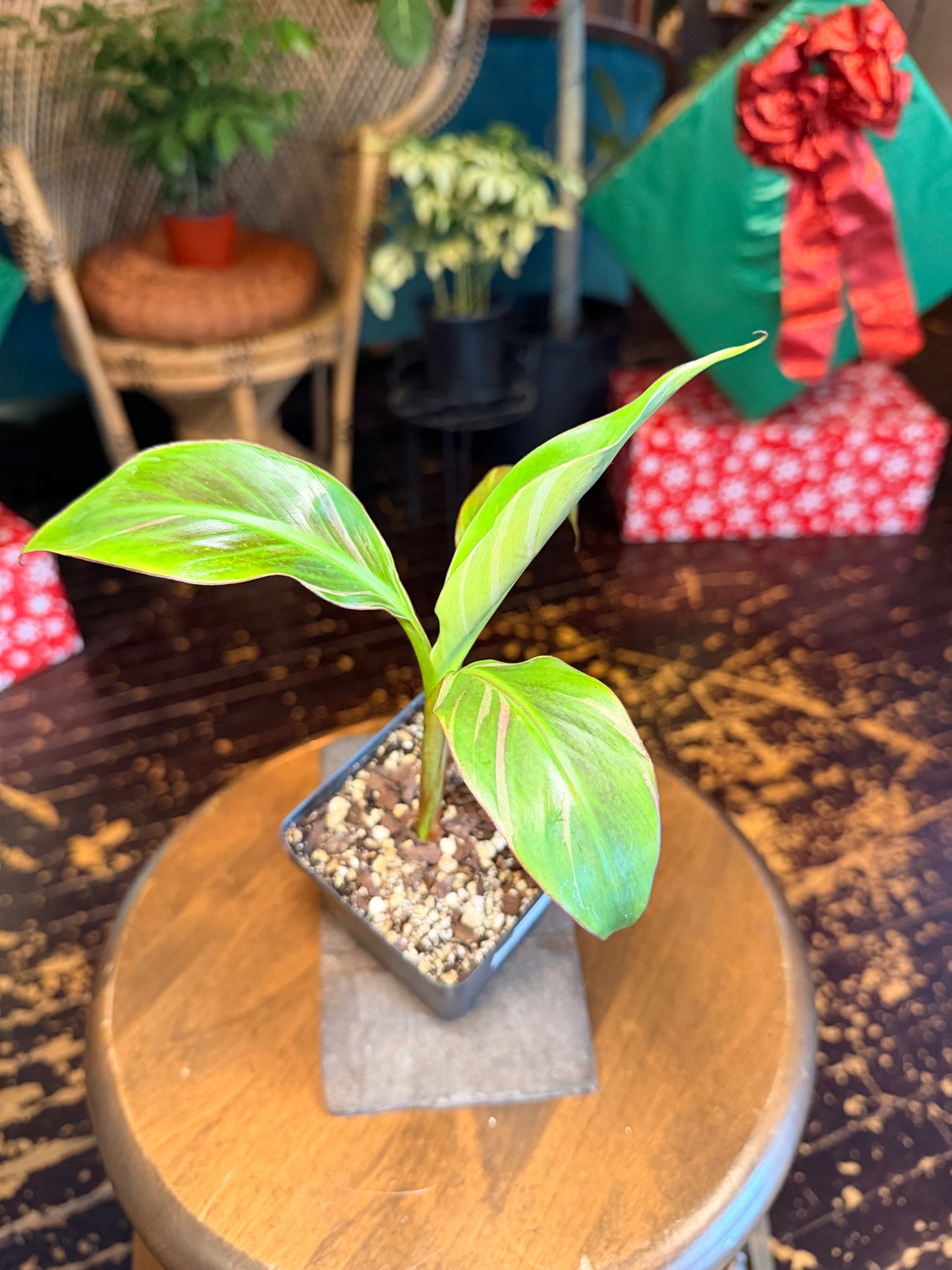 Musa Nono (Pink Variegated Banana Tree)
