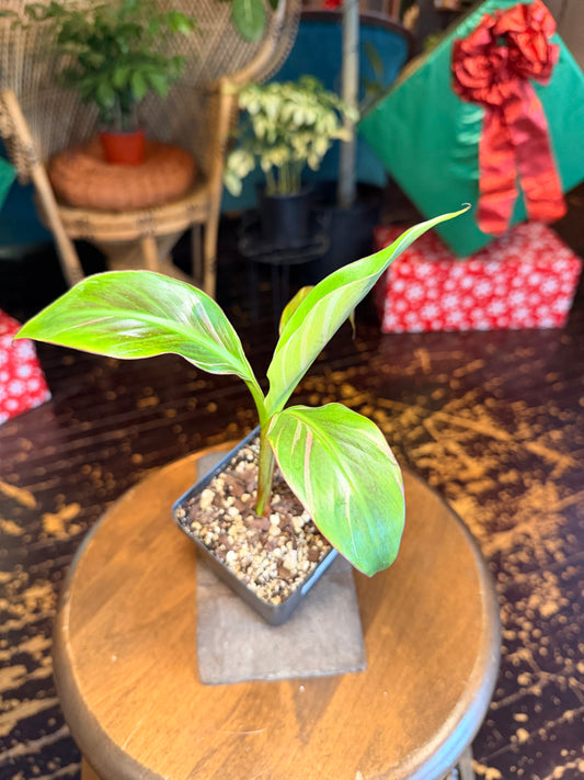 Musa Nono (Pink Variegated Banana Tree)