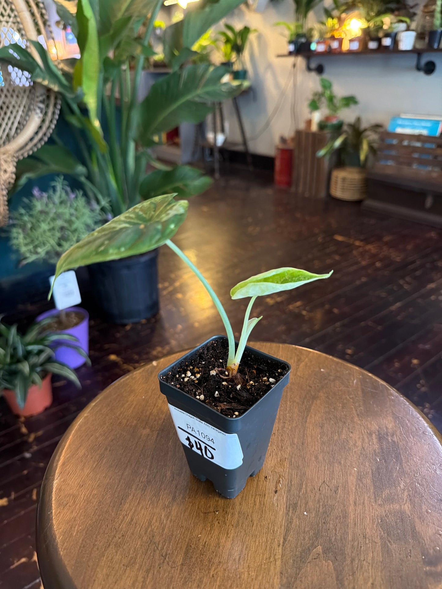 CYBER MONDAY: Alocasia Dragon Scale Albo Variegated