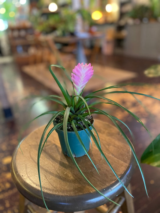 Tillandsia Cyanea