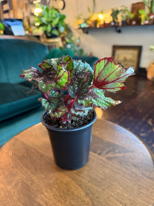 Begonia Rex African Jungle