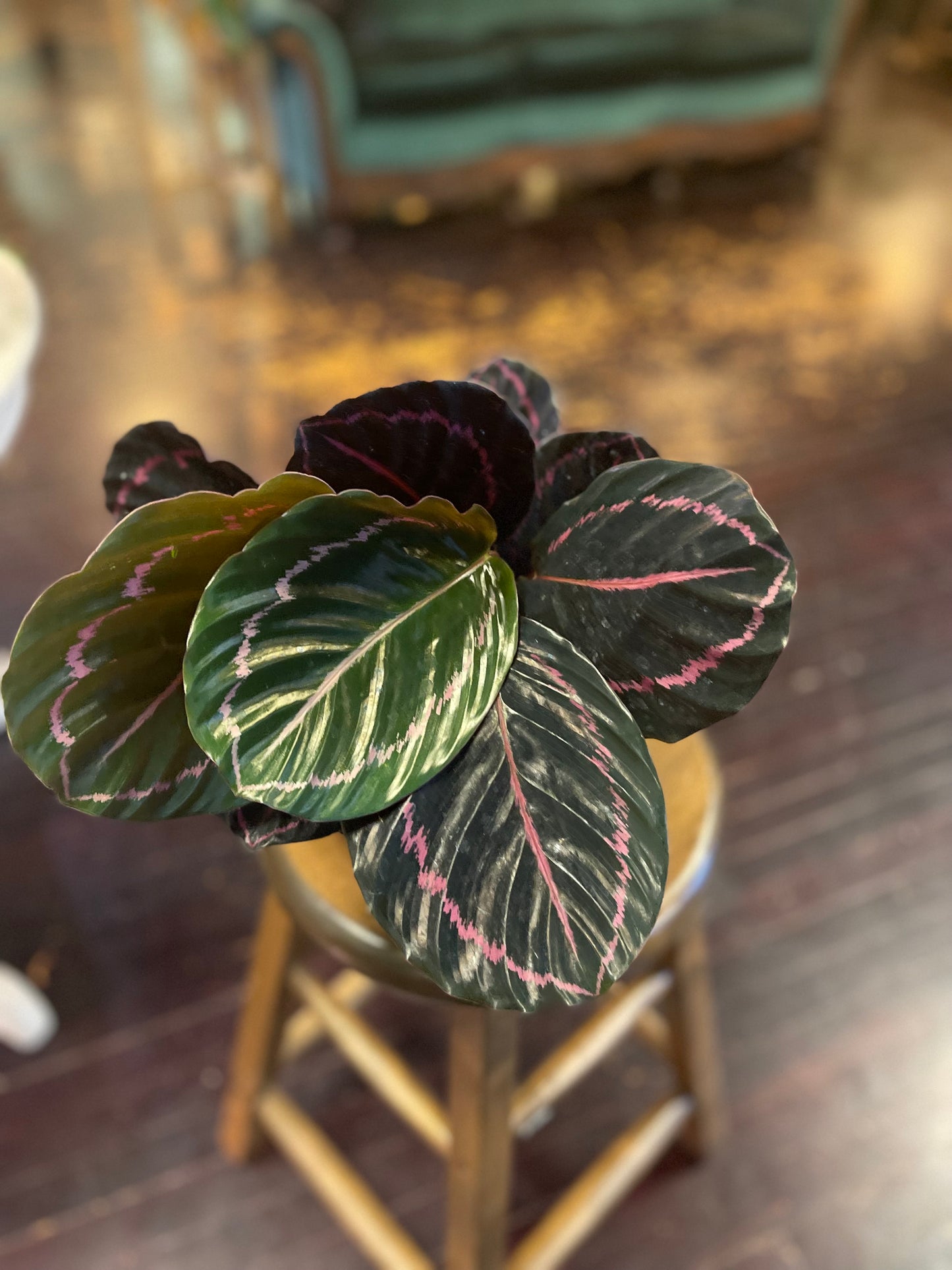 Calathea Dottie