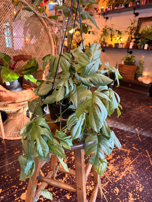 Amydrium Silver 'Spider-Man Monstera'