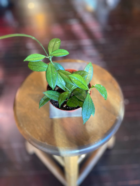 Hoya Crassipetiolata