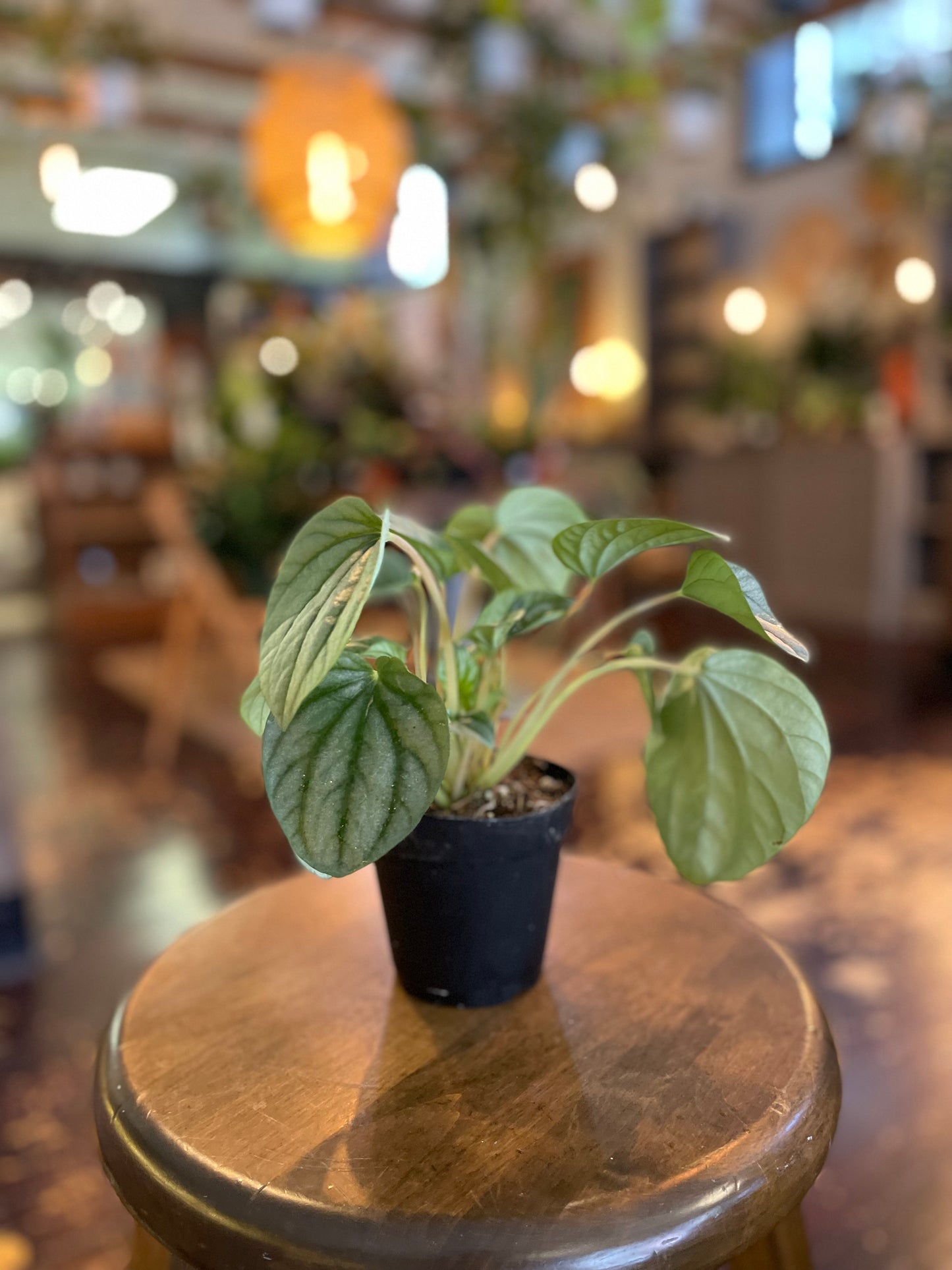 Peperomia Frost