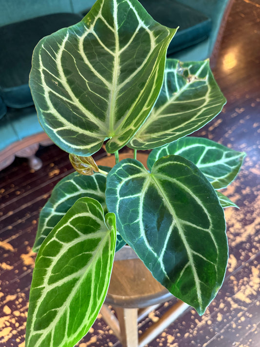 Anthurium Silver Blush