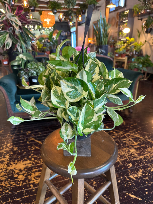 Pothos 'Pearls & Jade'