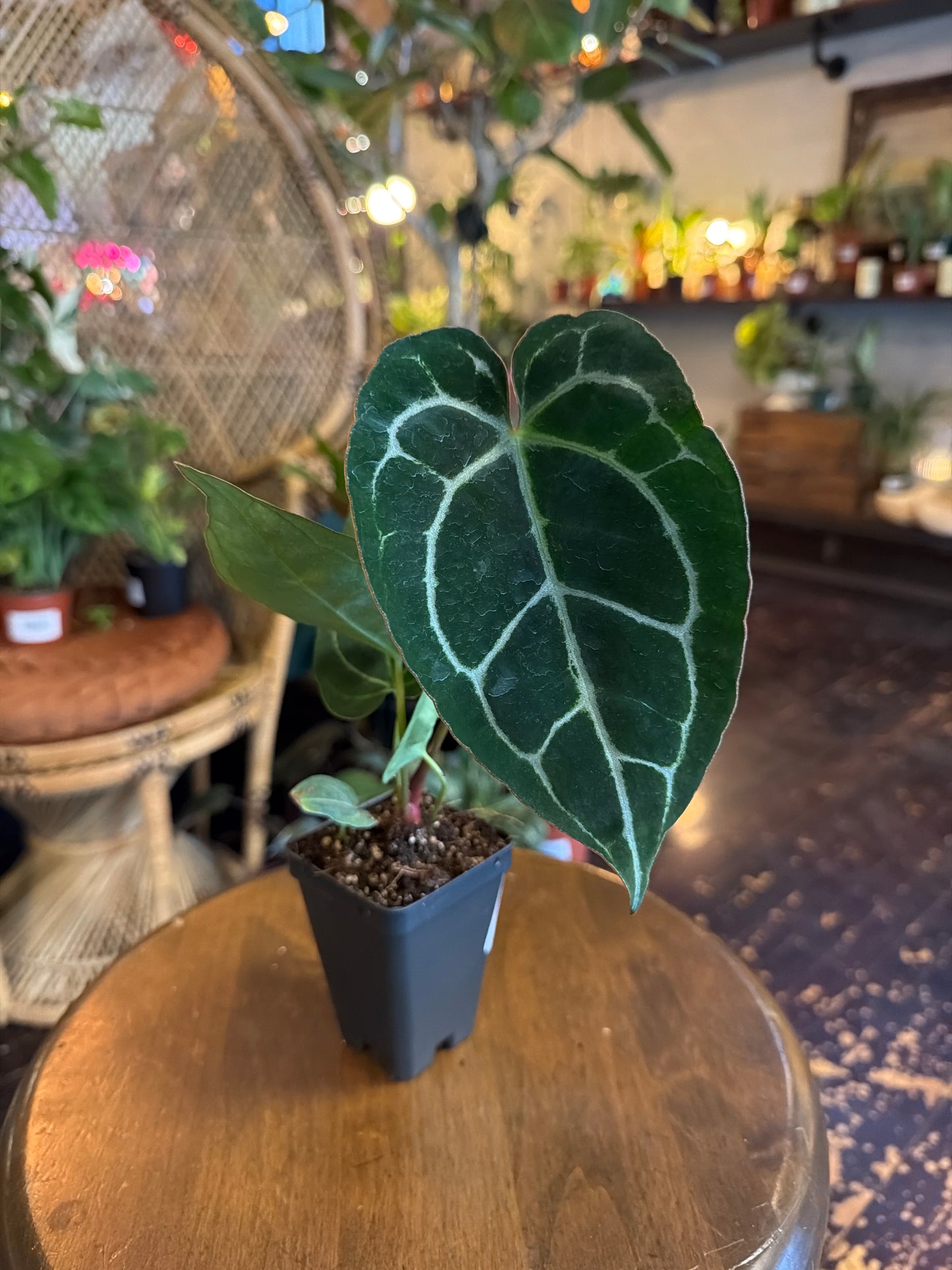 Anthurium Crystallinum