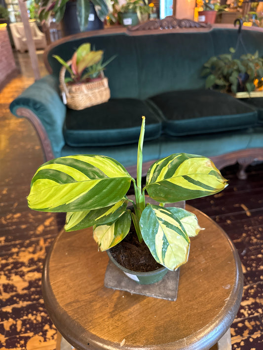Calathea Pilosa