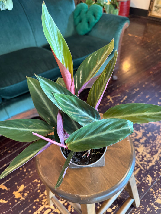 Stromanthe Stripestar 'Sanguinea'