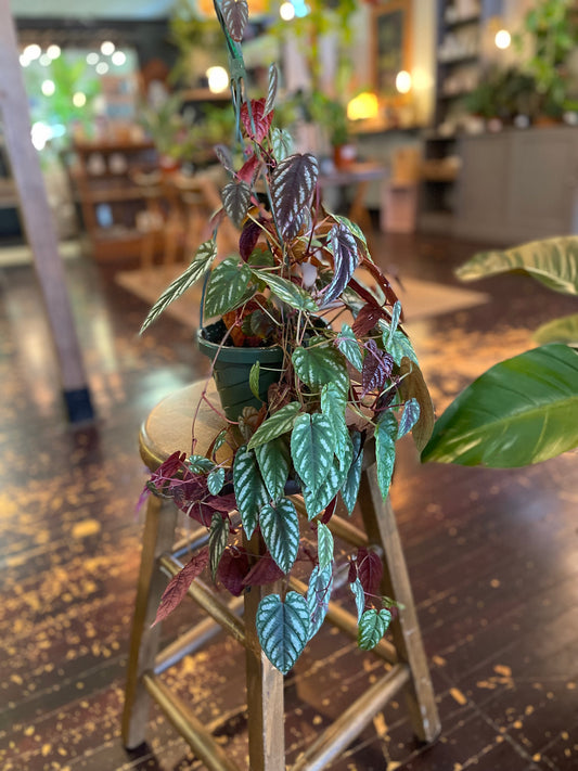 Cissus Discolor
