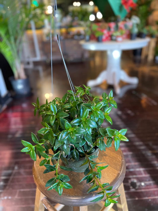 Goldfish Plant
