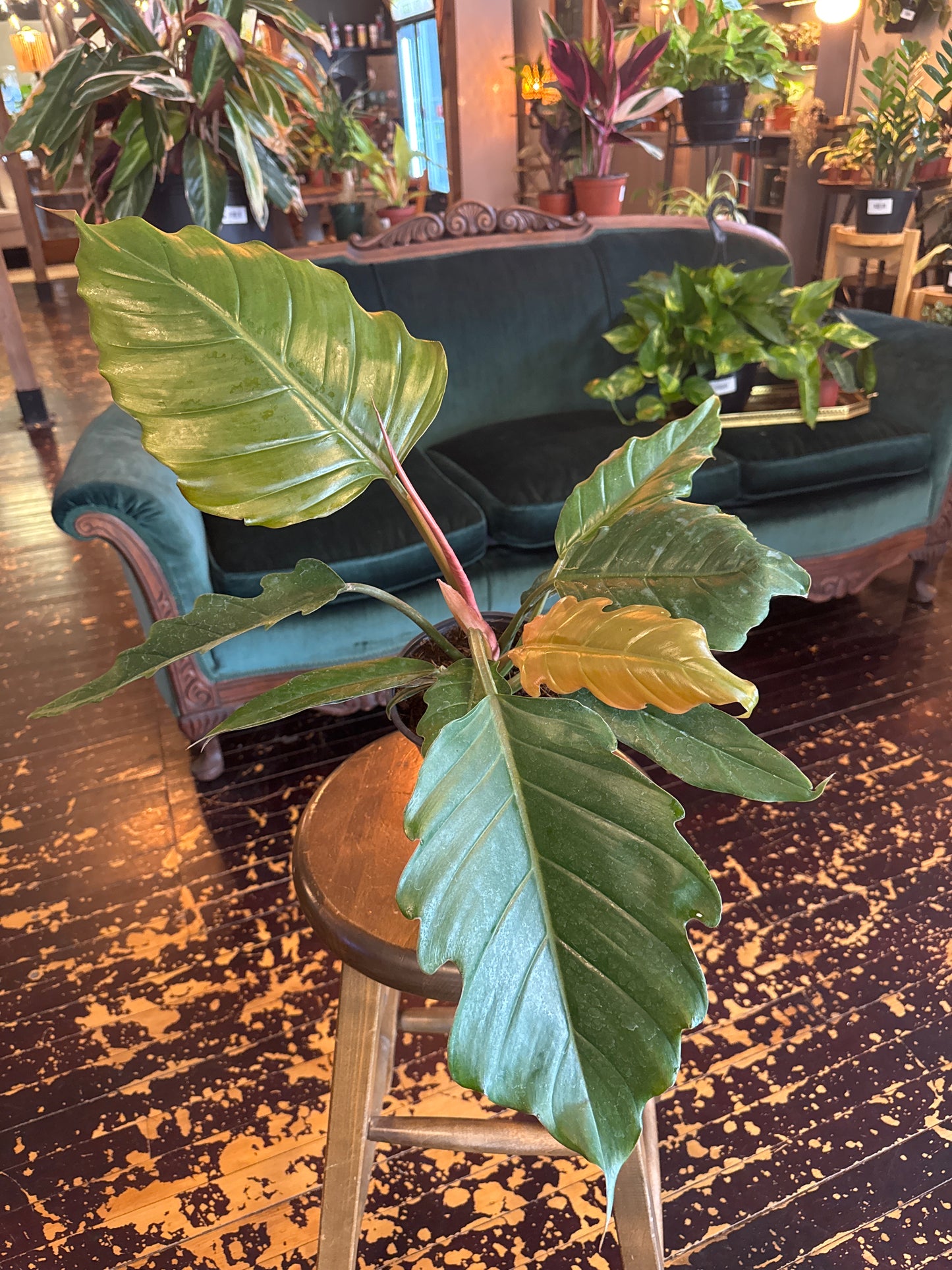Philodendron Pluto