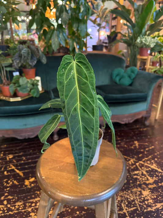 Anthurium Warocqueanum
