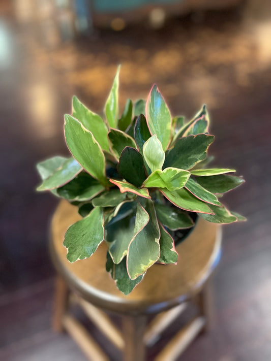 Peperomia Ginny