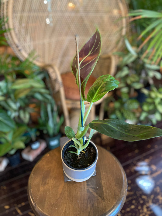 Philodendron Subhastatum