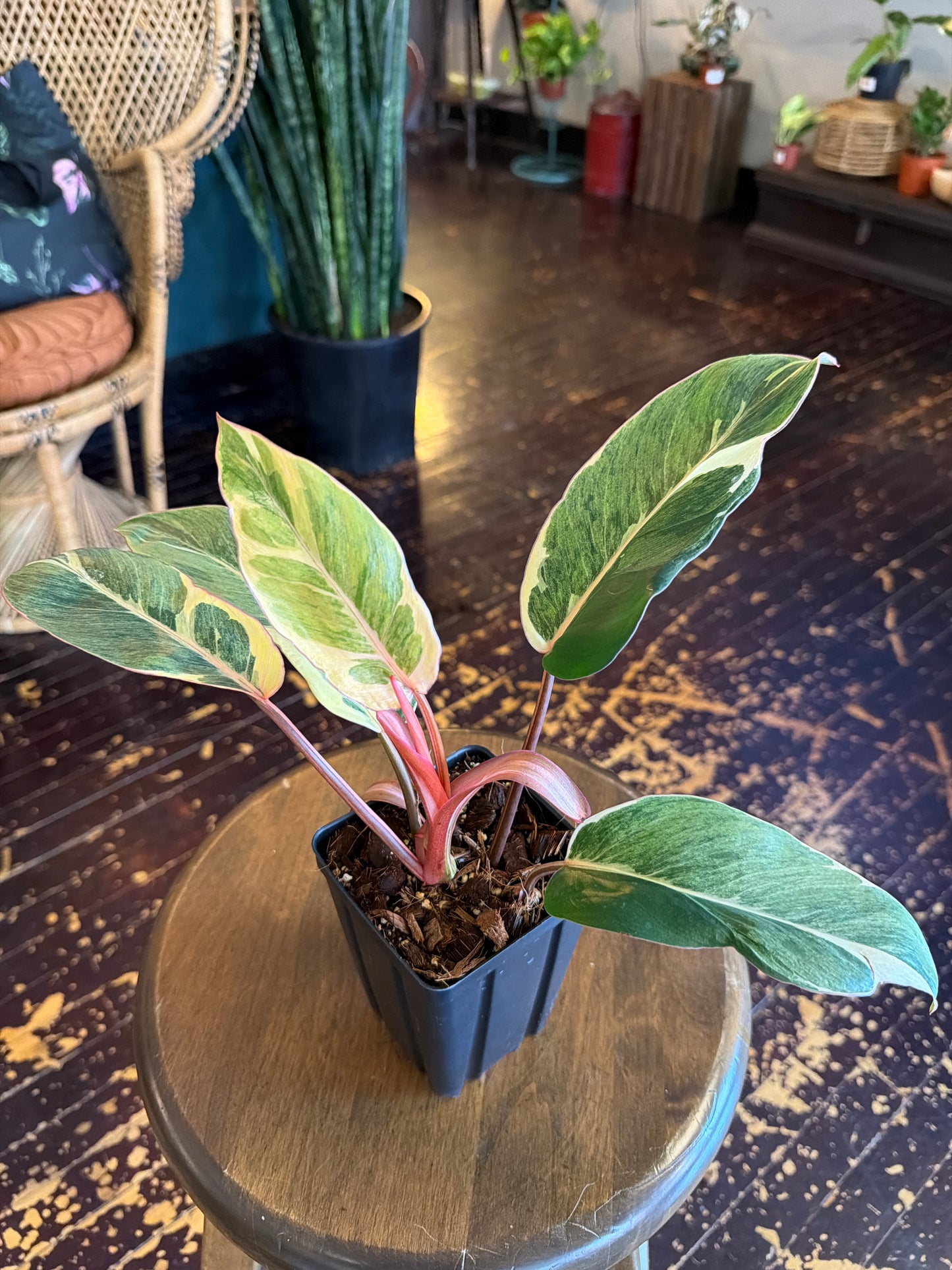 Philodendron Shady Lady