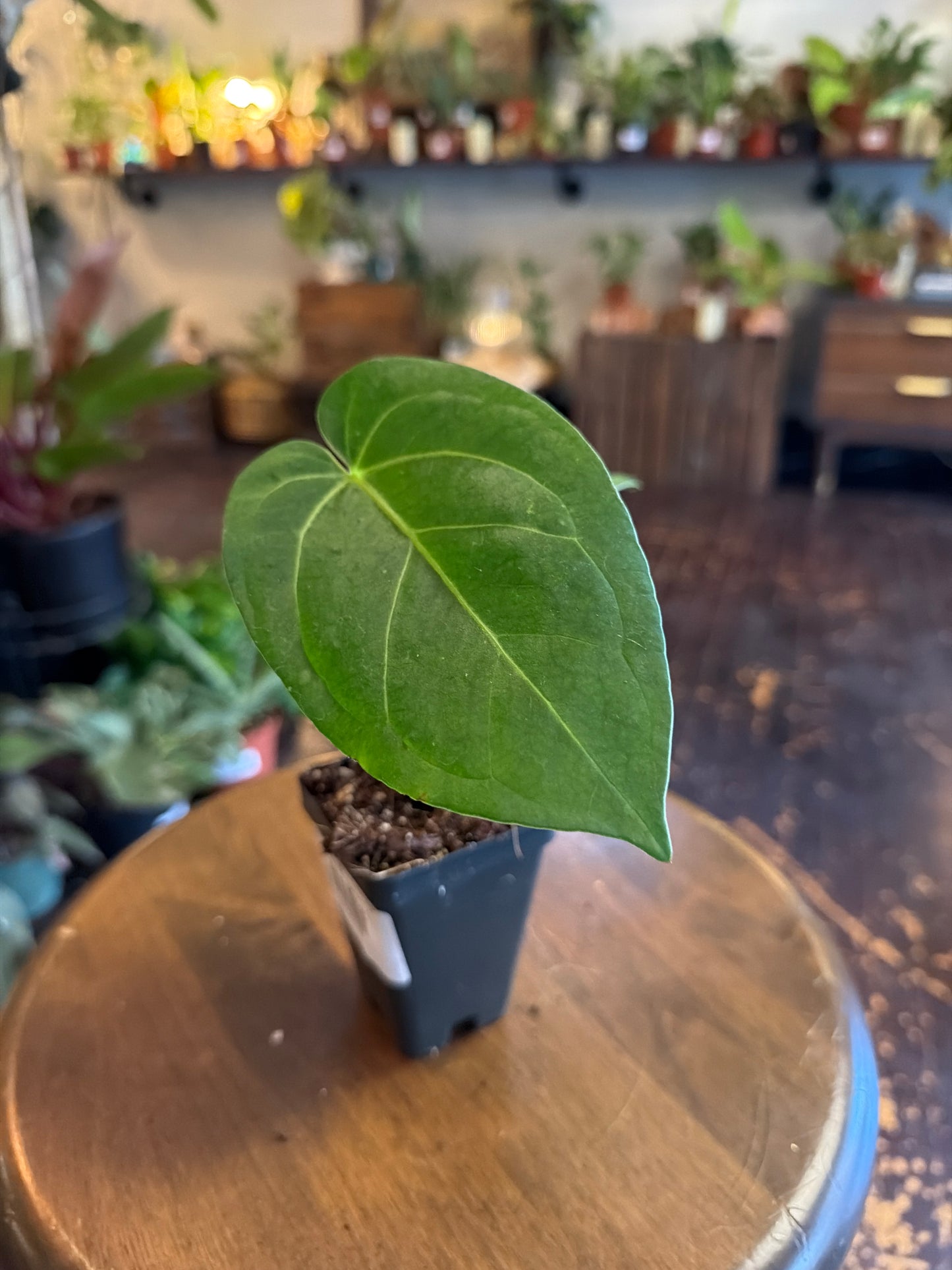 Anthurium forgetii x crystallinum