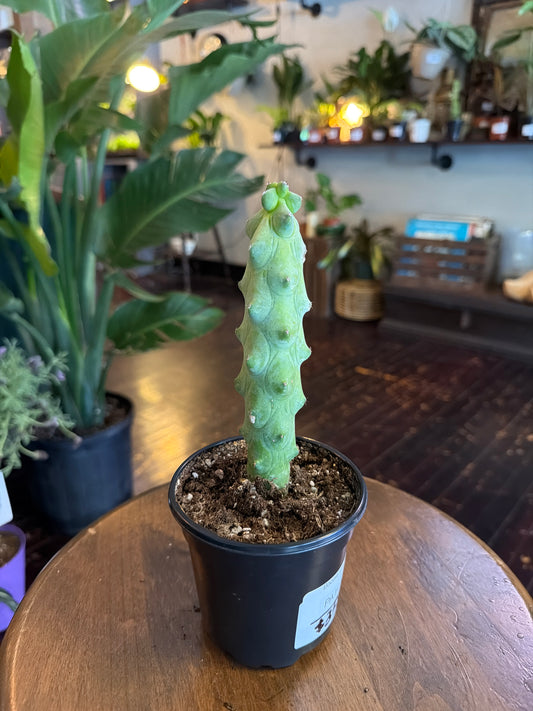 CYBER MONDAY: Boobie Cactus 1084