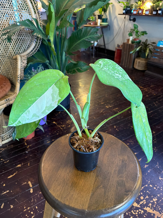 CYBER MONDAY: Syngonium Chiapense Variegated 1095