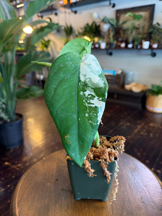 Syngonium Chiapense Variegated