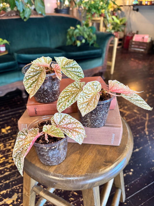 Begonia Snow Capped Variegated