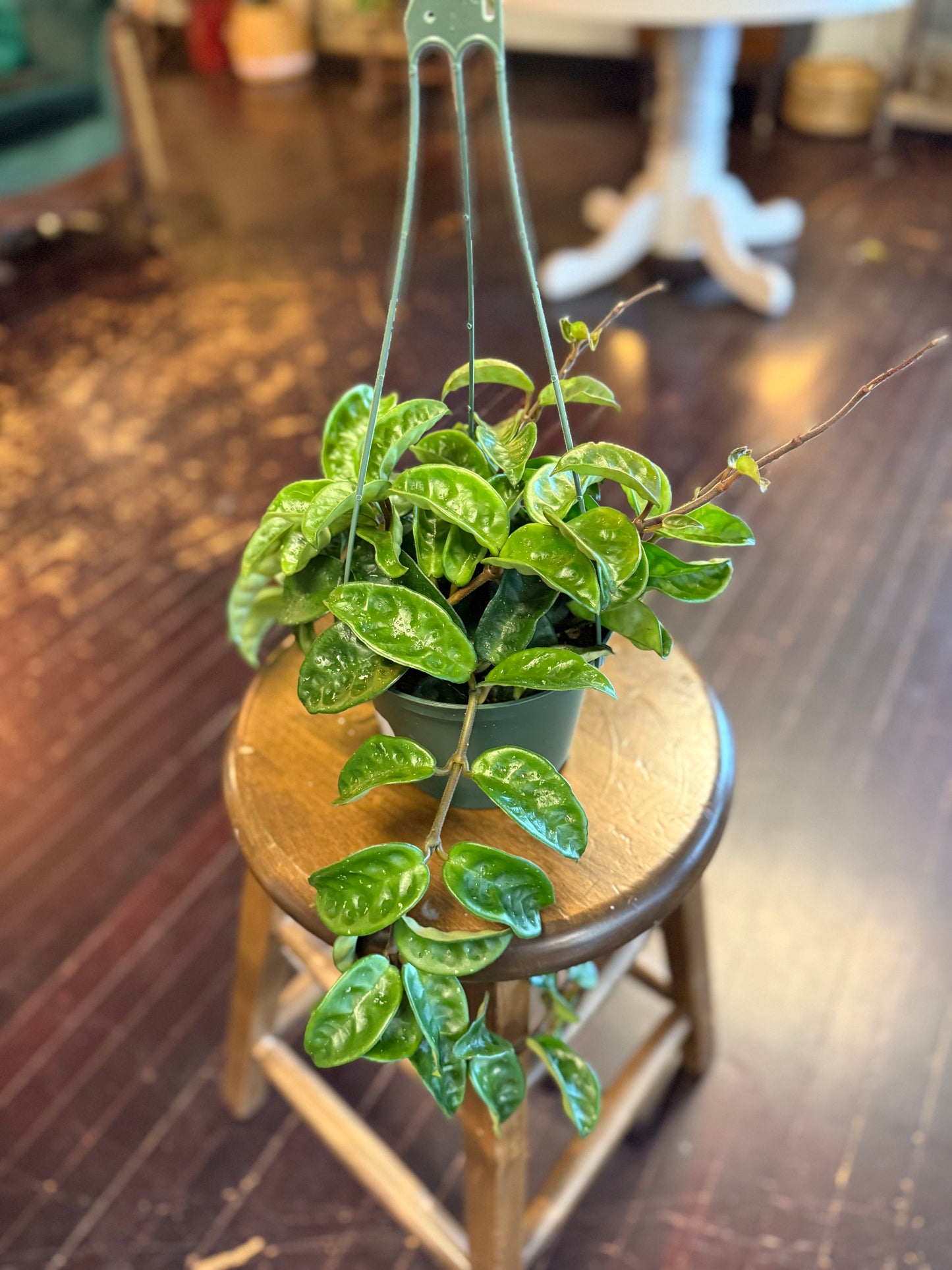 Hoya Ripple