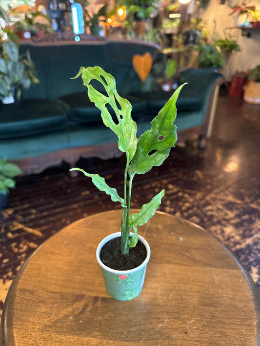 Monstera Obliqua "Peru"