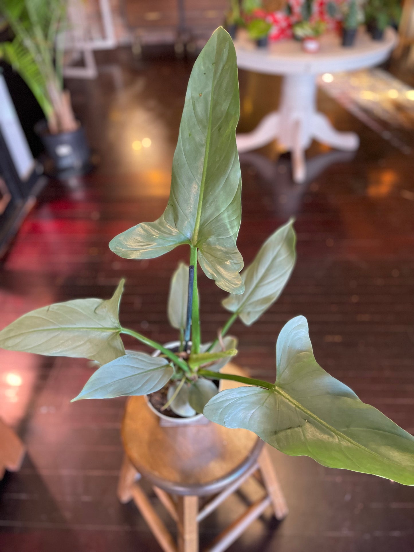 Philodendron Silver Sword