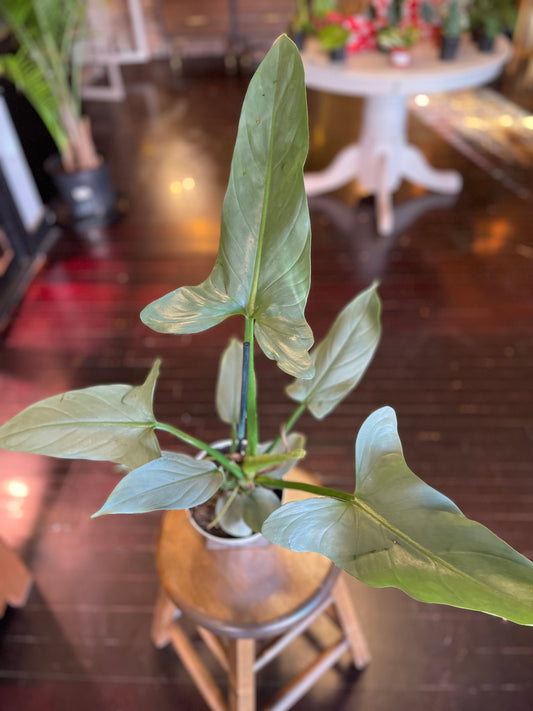 Philodendron Silver Sword