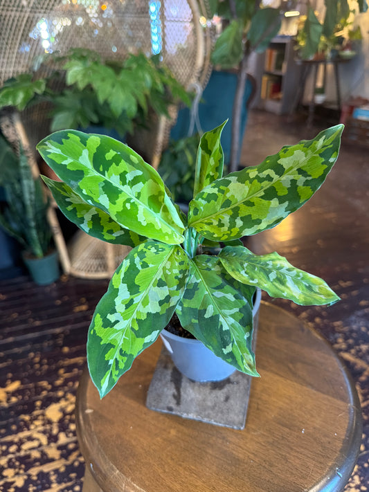 Aglaonema Pictum Tricolor