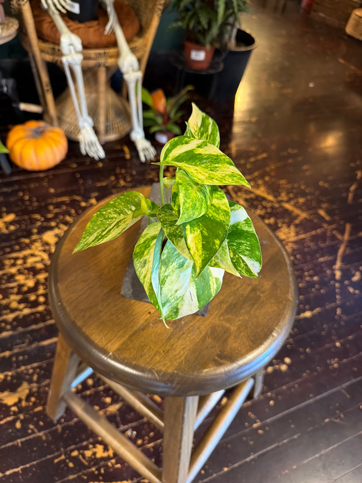 Epipremnum Golden Flame