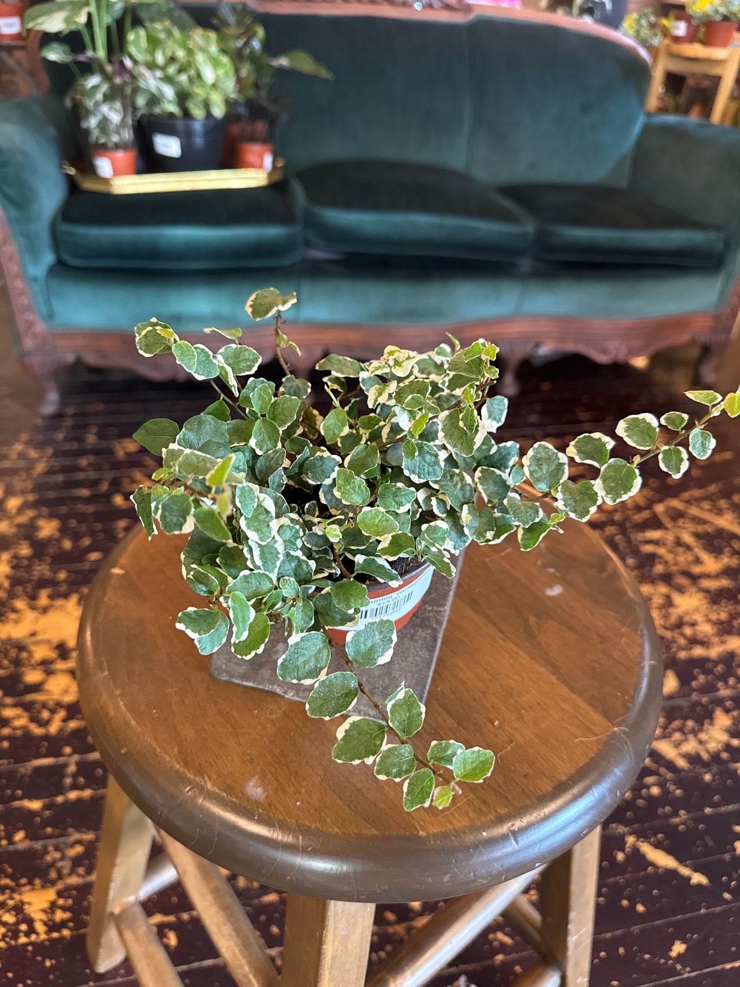 Ficus Pumila Variegated