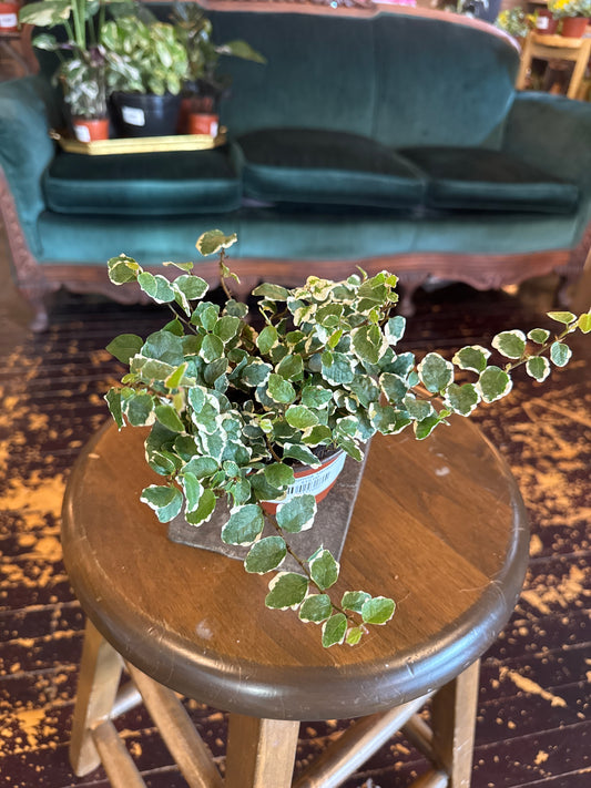 Ficus Pumila Variegated