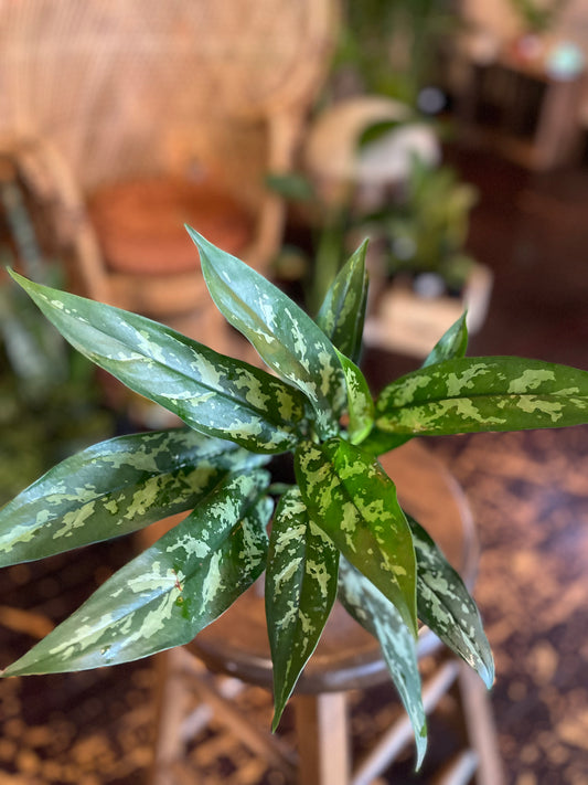 Aglaonema Emerald Beauty