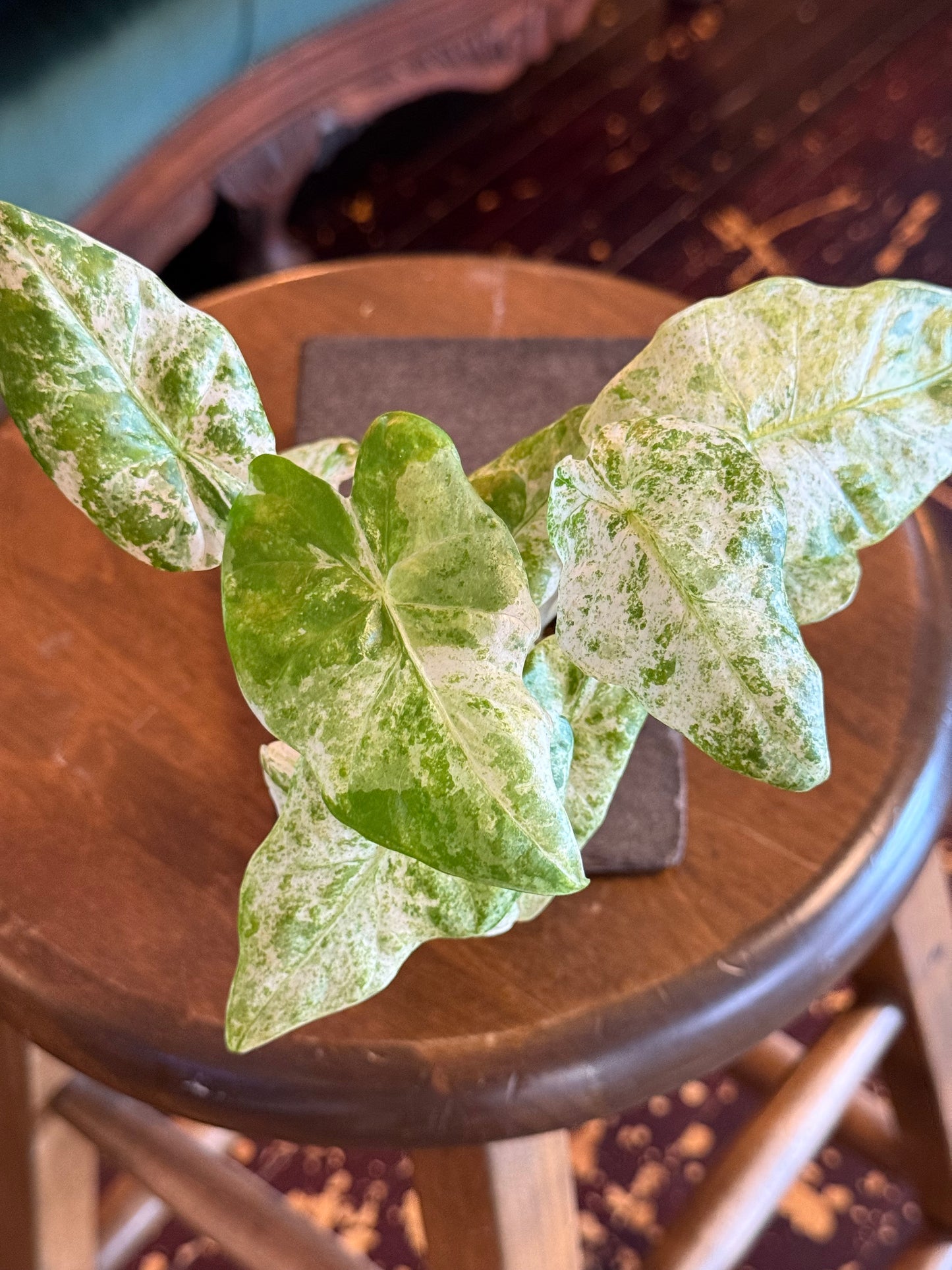 Alocasia Odora Batik Variegated
