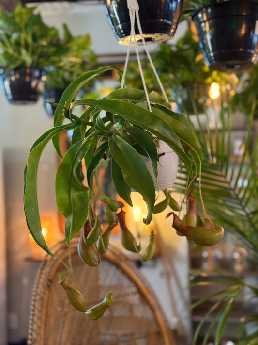 Nepenthes Pitcher Plant