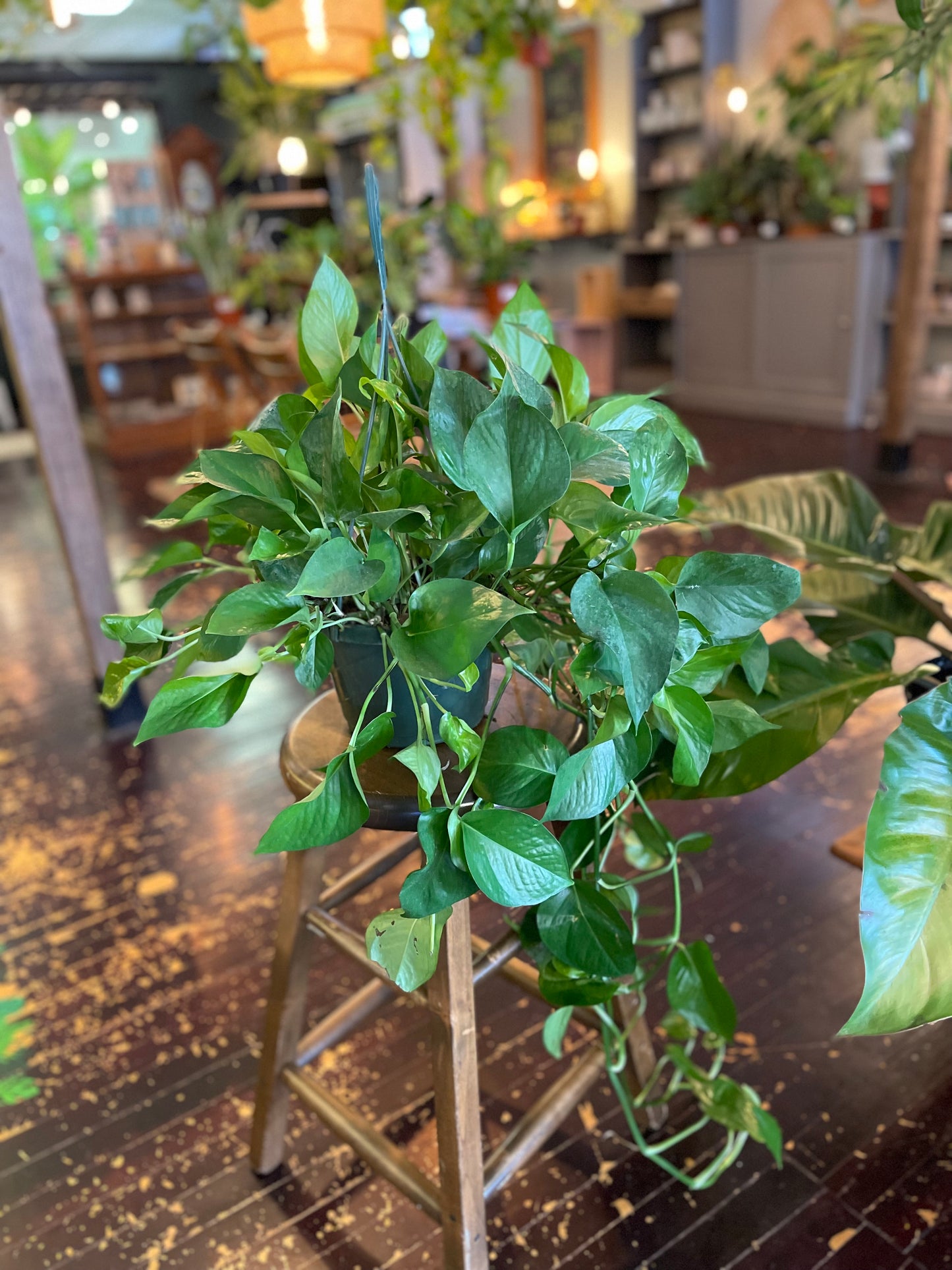 Hanging Basket Jade Pothos