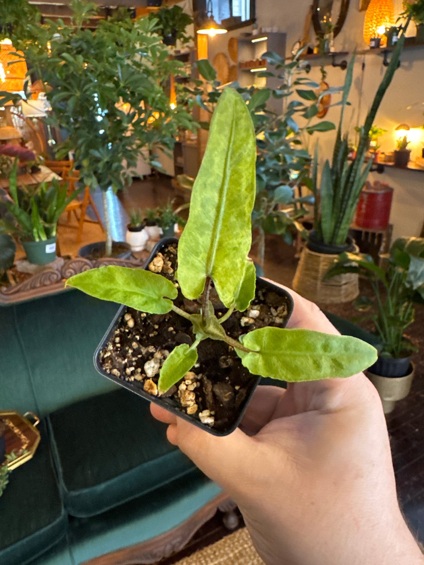 Alocasia lauterbachiana mint variegated - B