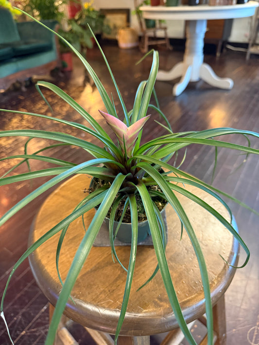Tillandsia Cyanea