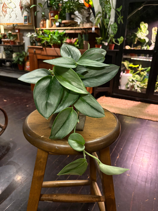 Scindapsus treubii Moonlight