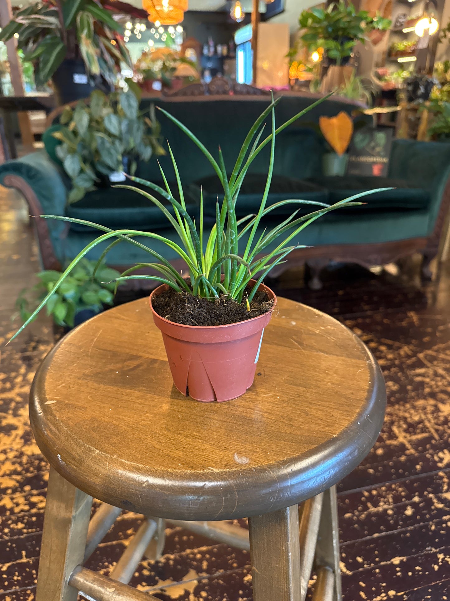 Agave Geminiflora
