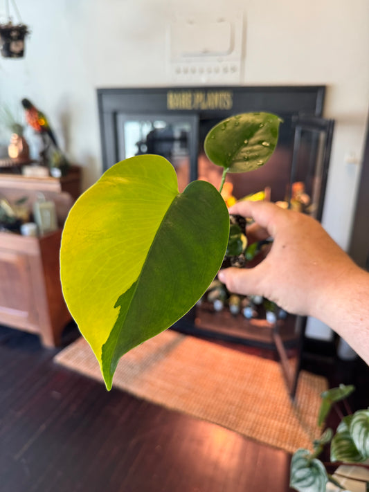 Monstera Aurea Large Form