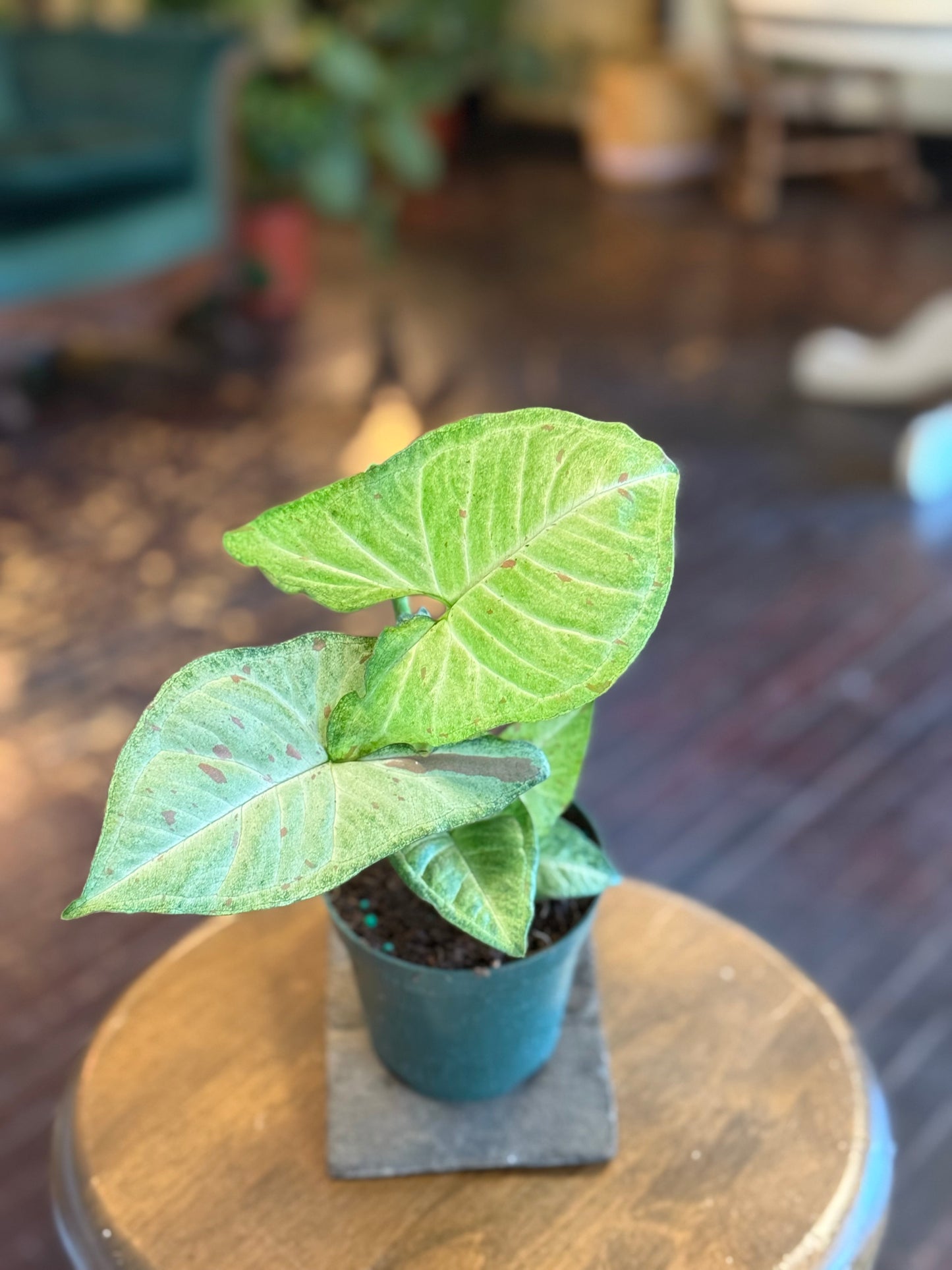 Syngonium "Milk Confetti"