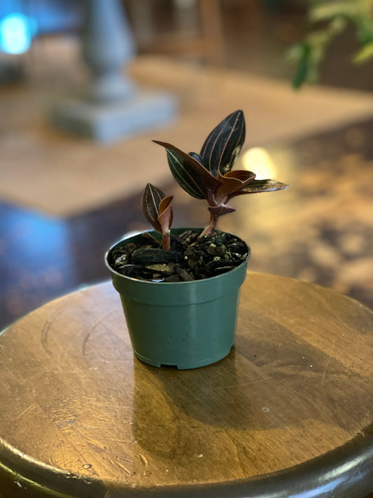Ludisia discolor - Jewel Orchid