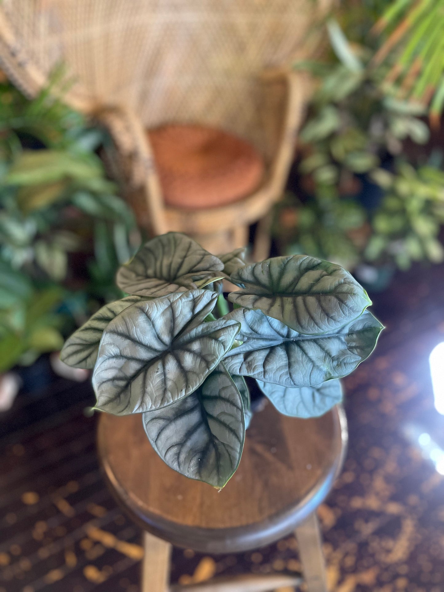 Alocasia Silver Dragon