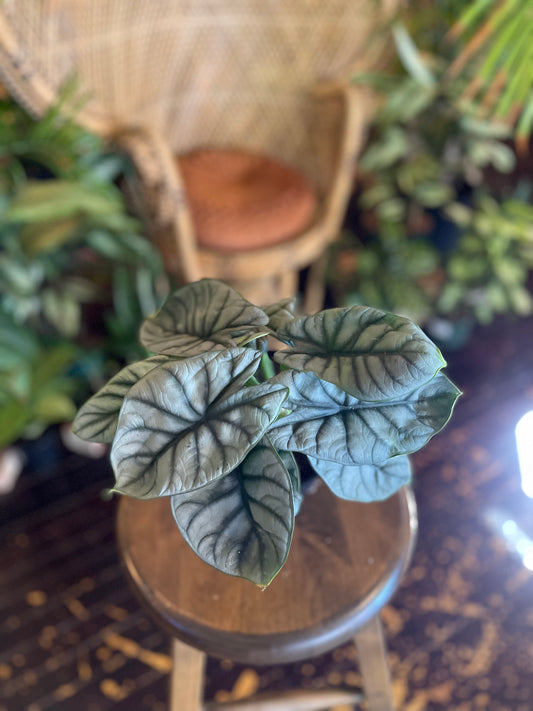 Alocasia Silver Dragon