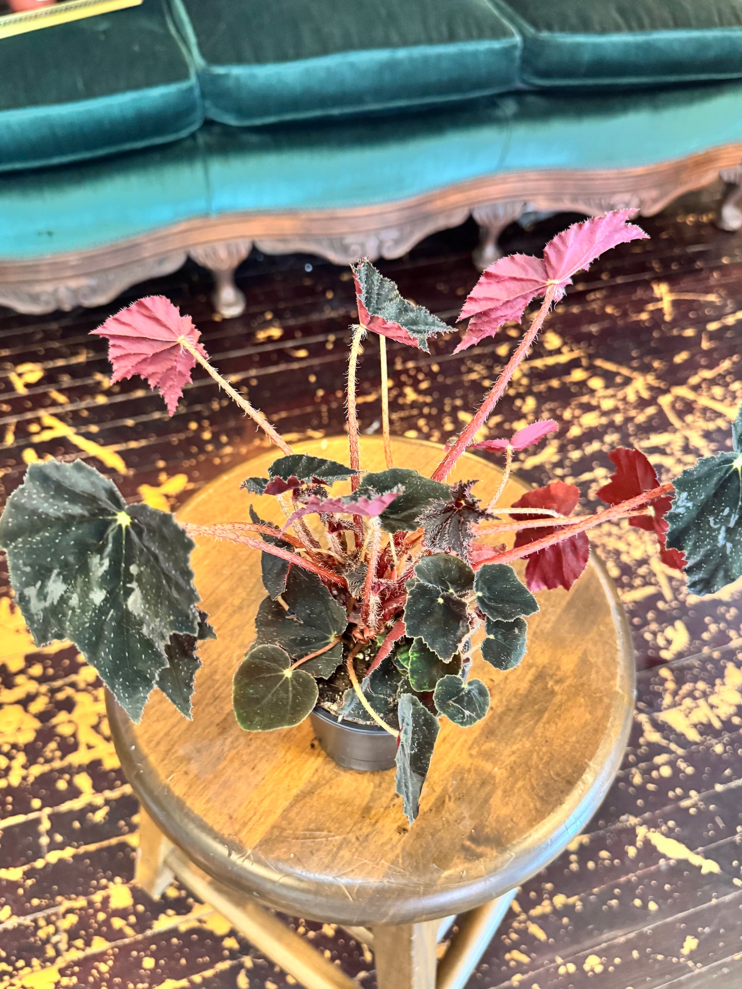 Begonia Black Velvet