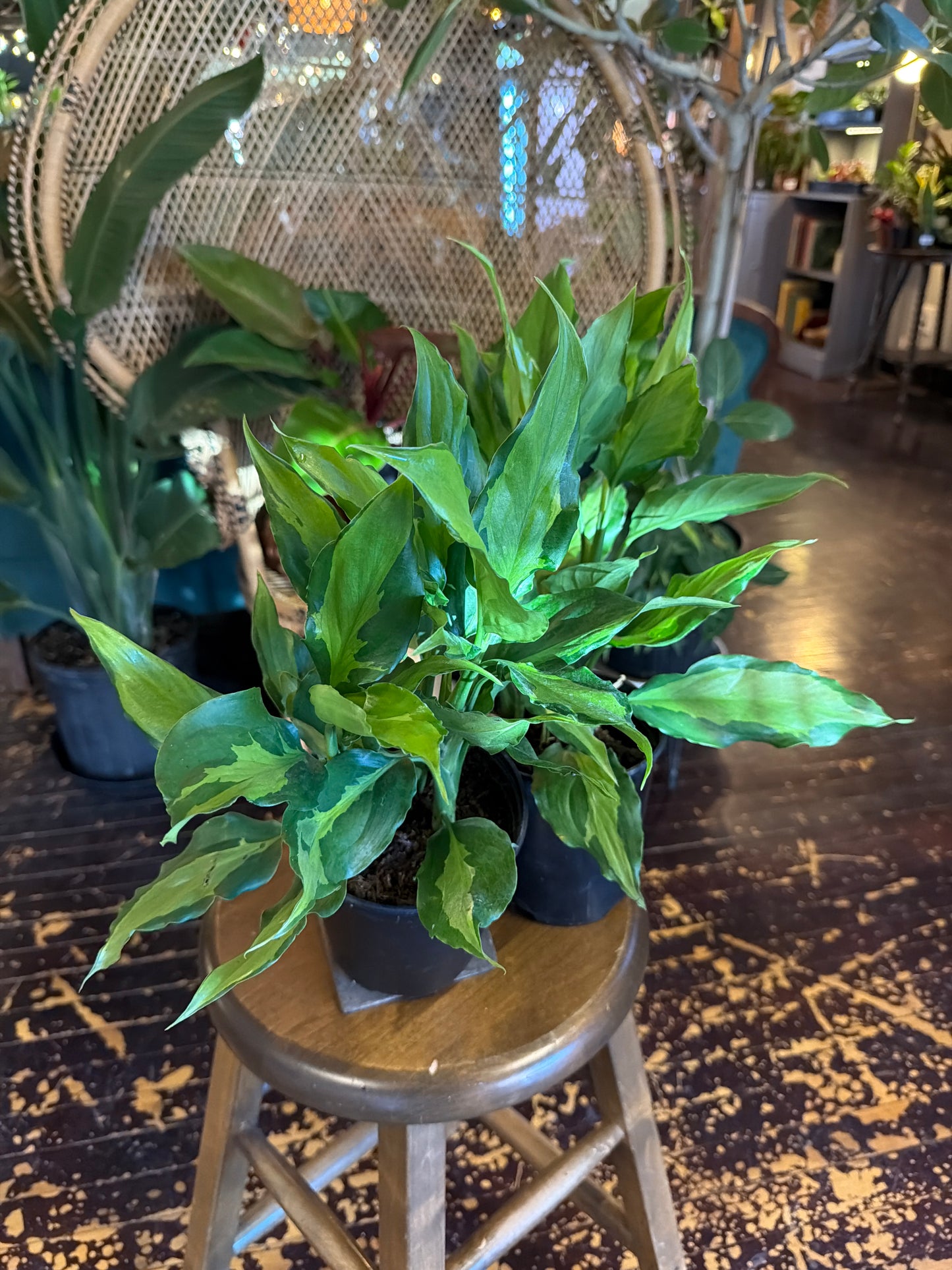 Aglaonema Spathonema